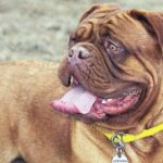 What to Do If Your Dog is Breathing Fast or Heavily [Vet Advice]