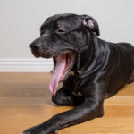 American Pit Bull Terrier has weird breathing, lying on a wooden floor.