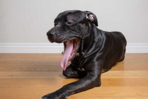5 Causes of Weird Dog Breathing [With Videos & Vet Tips]