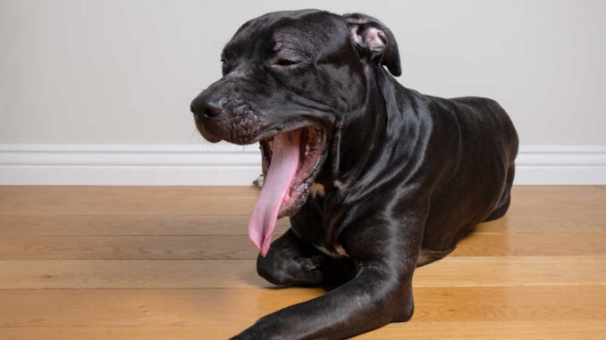 American Pit Bull Terrier has weird breathing, lying on a wooden floor.
