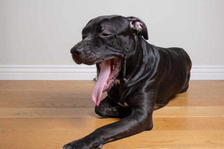 5 Causes of Weird Dog Breathing [With Videos & Vet Tips]