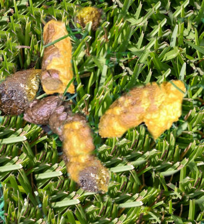 bright yellow dog poop on grass at the park