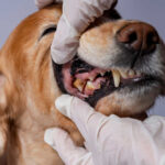 Emergency Vet Shares When Dogs’ Broken Teeth Are Emergencies