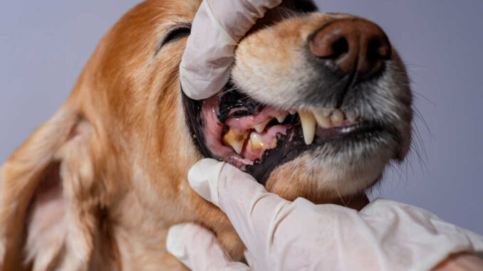 broken tooth at the veterinarian
