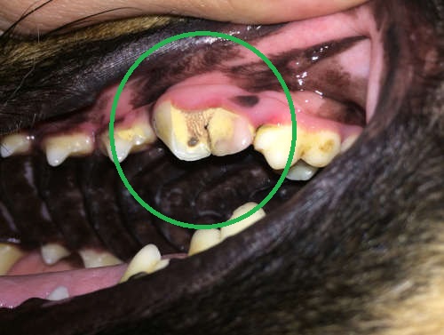 Slab fracture on a healthy adult dog's tooth