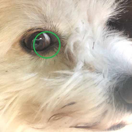 brown spot on a Terrier dog's eye, possibly due to ocular melanosis