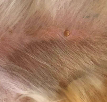 brown spots on dog's skin due to aging