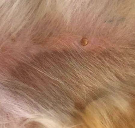 Brown Spots On Dog Skin Pictures Vet Advice   Brown Spot On Skin Old Age 