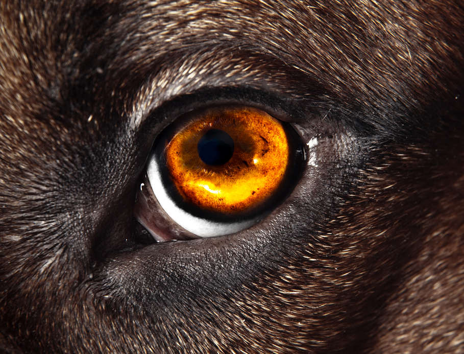 close up of brown spots in a Rhodesian Ridgeback's eye