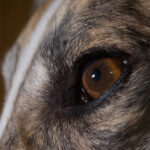 Black or Brown Spots in My Dog’s Eye – 7 Causes and What To Do