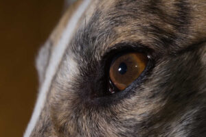 Black or Brown Spots in My Dog’s Eye – 7 Causes and What To Do