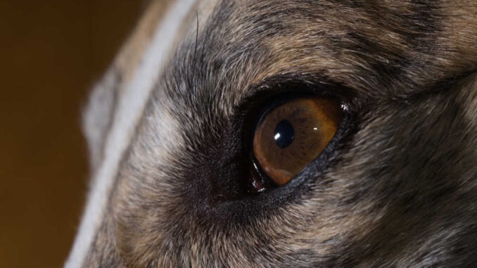 closeup of a dog eye with brown spots in iris