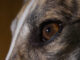 closeup of a dog eye with brown spots in iris
