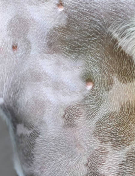 normal color spots on dog skin