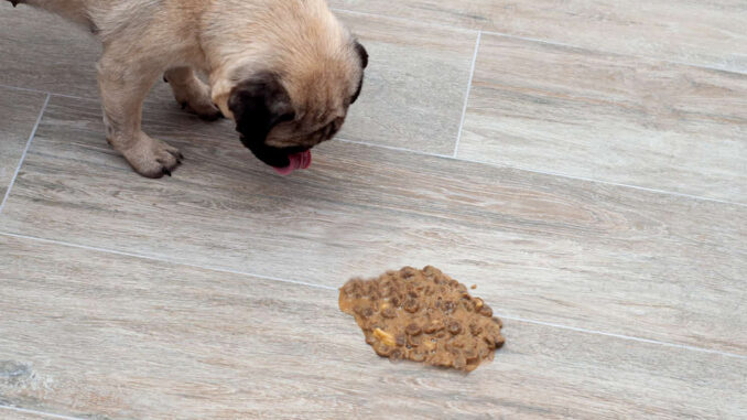 dog's brown vomit on the floor