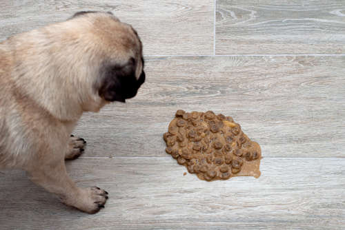 Pug throws up brown vomit in the living room on the floor