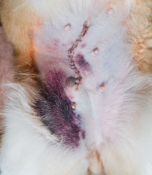 normal bruising around dog incision in the first few days after neutering surgery