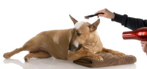 30 Short Hair, Medium-Sized Dog Breeds With Low-Maintenance Care