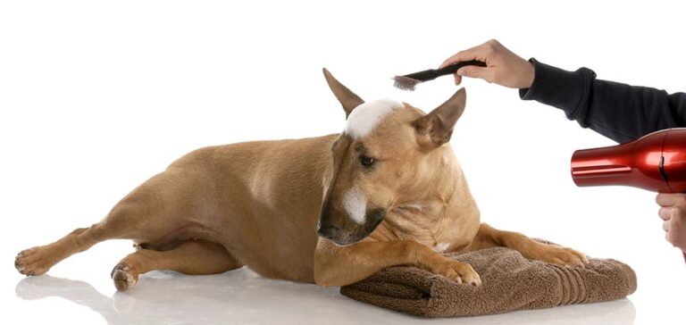 30 Short Hair, Medium-Sized Dog Breeds With Low-Maintenance Care
