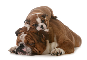 Puppies and older dogs... the bulldog
