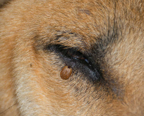 tick on dog's eyelid