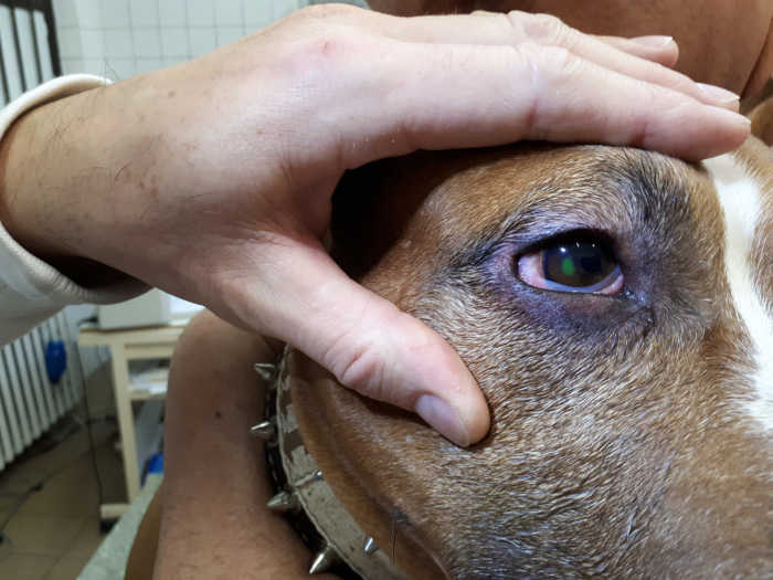 vet inspecting a dog'e eye in the office