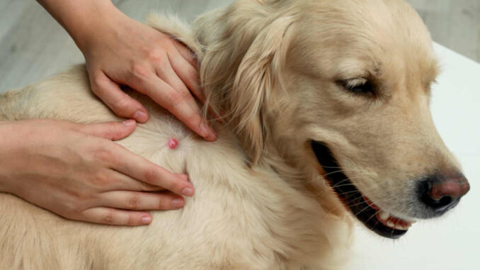 dog with a red lump on skin