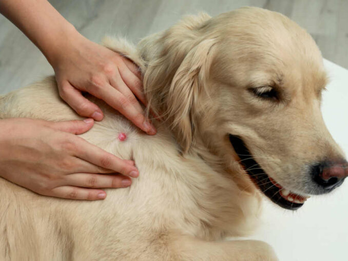 white-bumps-on-dogs-7-vet-explained-causes-with-pictures