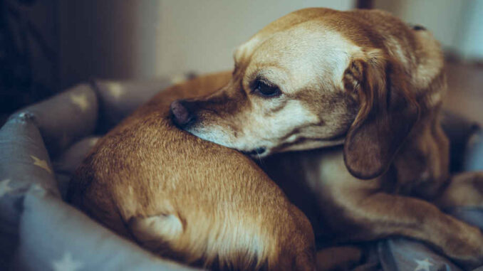 dog biting and scratching his butt