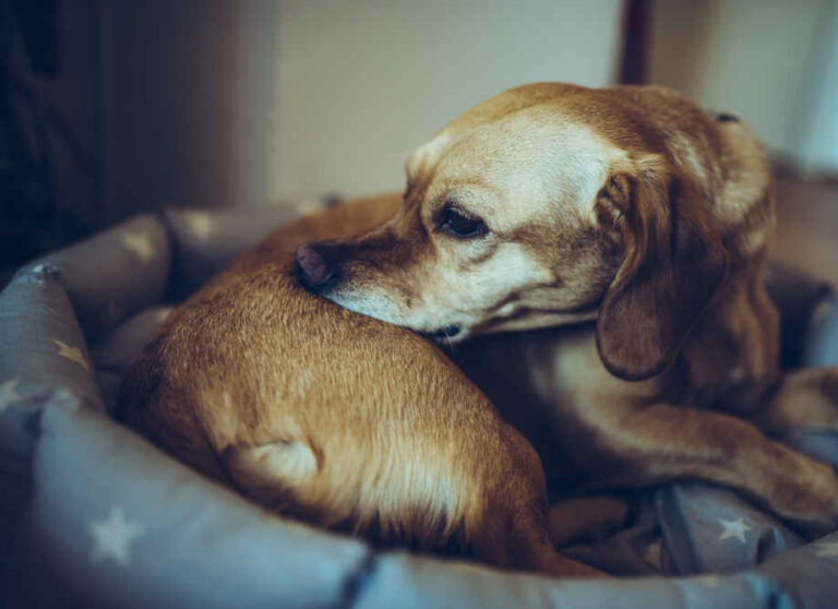 Dog Biting at Its Butt: 7 Easy Steps to Help Your Dog