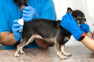 Dog Bleeding from Their Bottom? Our Vet Shares What to Do