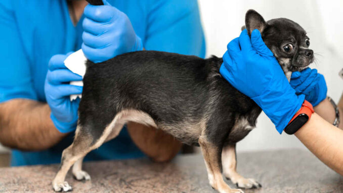 chihuahua at the vet getting treatment for his bottom