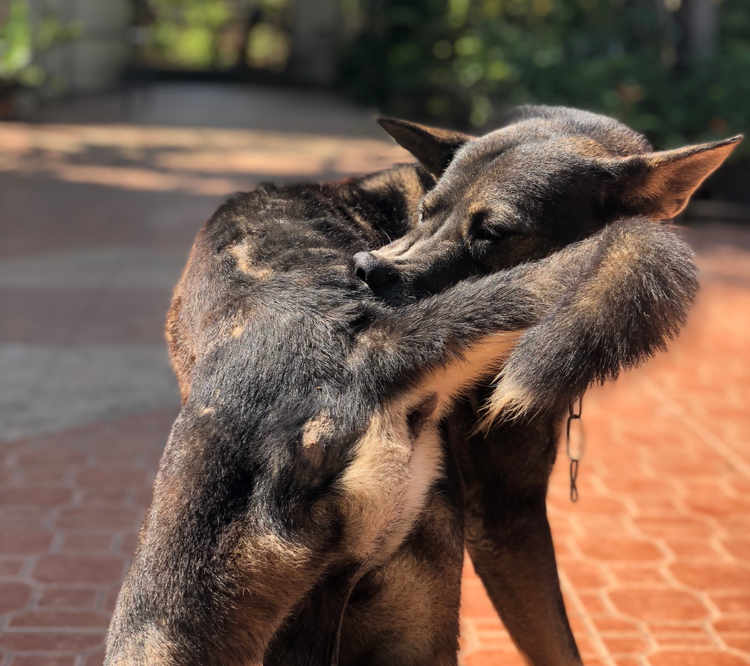 why is my dog biting his tail hair off