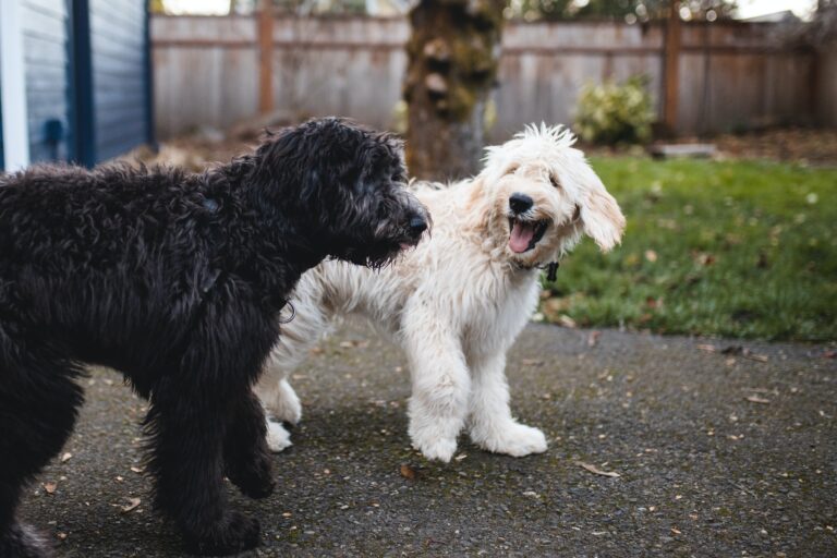 Is Your Dog Not Barking? Our Dog Behaviorist Explains Why