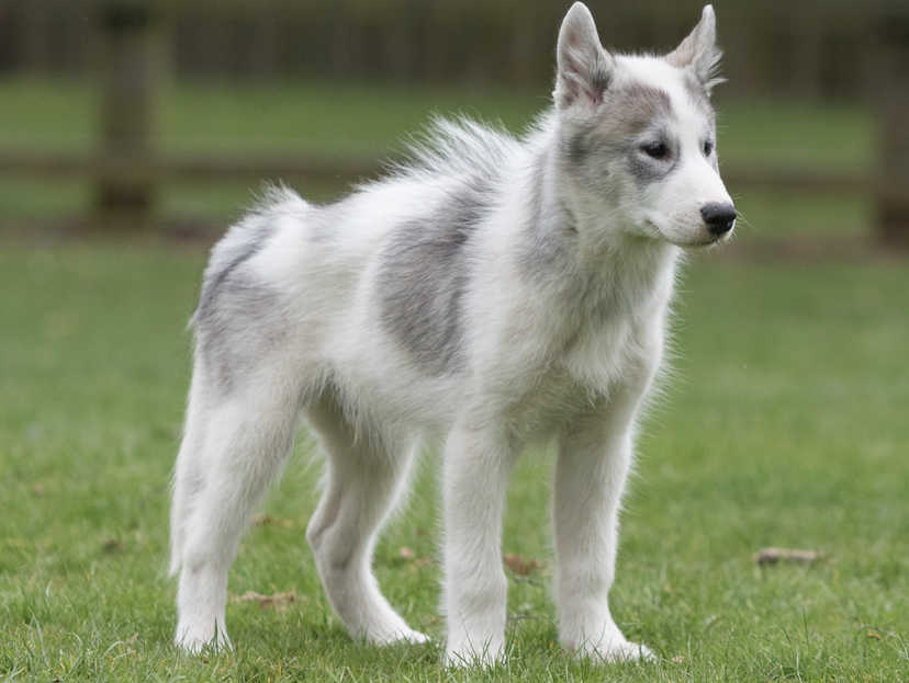 are canadian eskimo dog aggressive