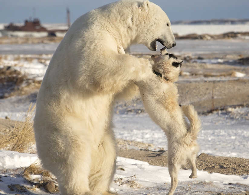 Canadian eskimo dog fighting a bear