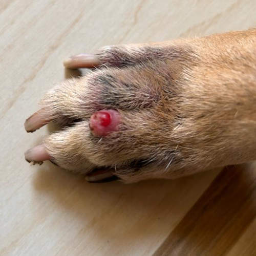 cancerous lump or growth on a dog's paw