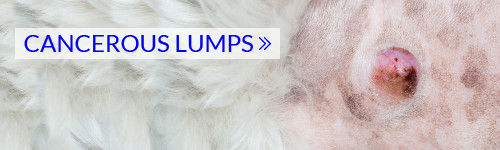 cancerous lumps