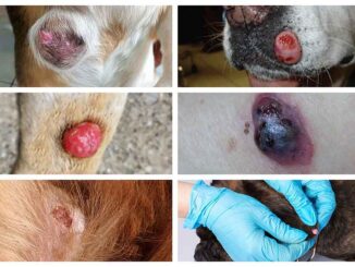 pictures of cancerous skin lesions