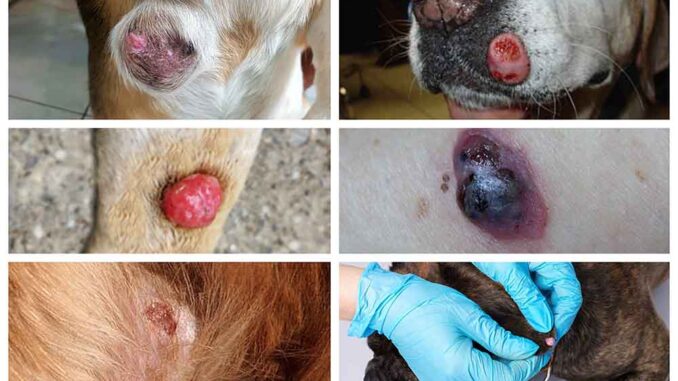 pictures of cancerous skin lesions