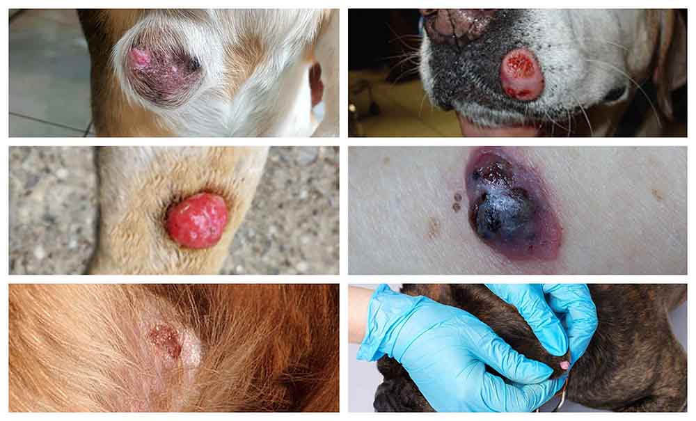 what causes melanoma in dogs
