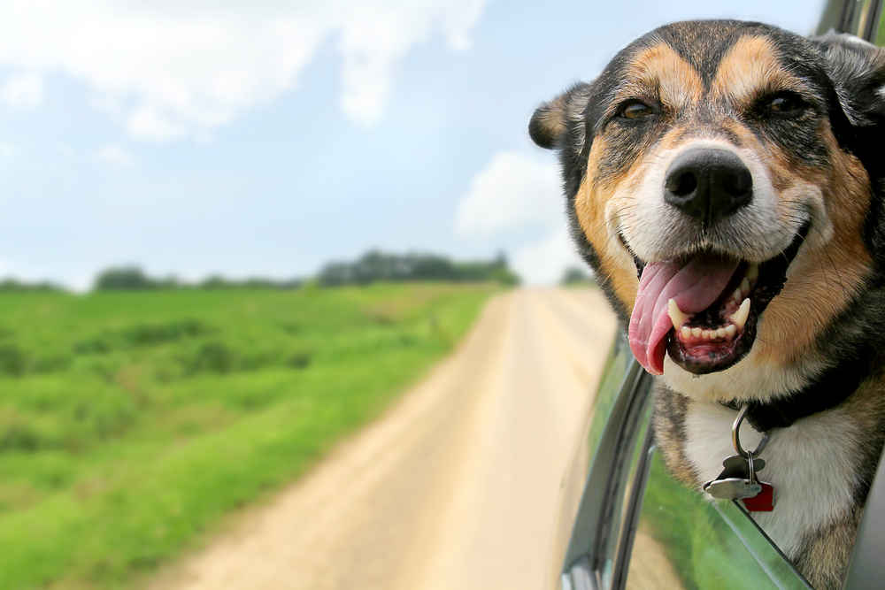 happy dog in car