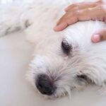 Life Expectancy of a Dog with Seizures [Vet Answers]