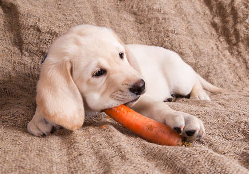 dog eating carrot