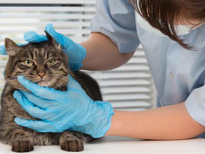 Elderly Cats Archives Senior Tail Waggers