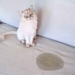 Why is my elderly cat urinating in the house, and what can I do?