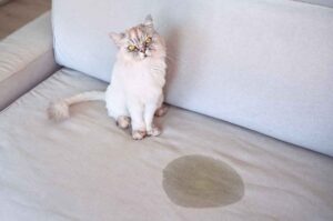 Why is my elderly cat urinating in the house, and what can I do?