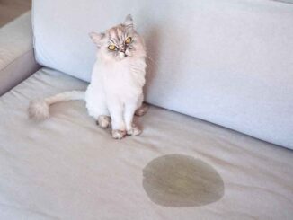 cat peed on couch