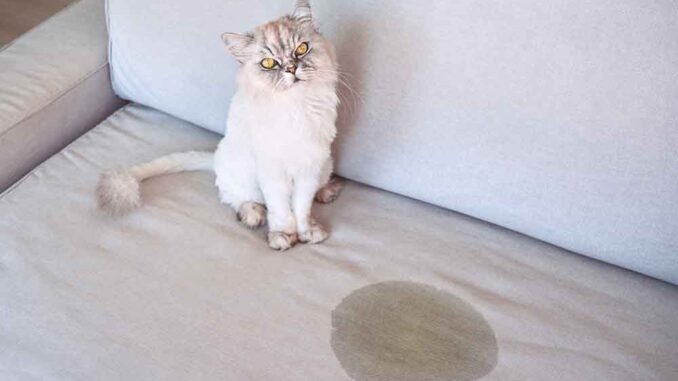 cat peed on couch