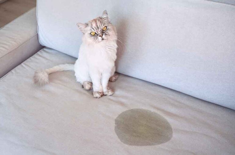 Why is my elderly cat urinating in the house, and what can I do?